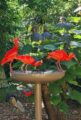 photo de la mangeoire avec des ibis rouges